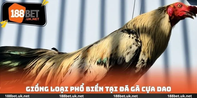 Giống loại phổ biến tại đá gà cựa dao