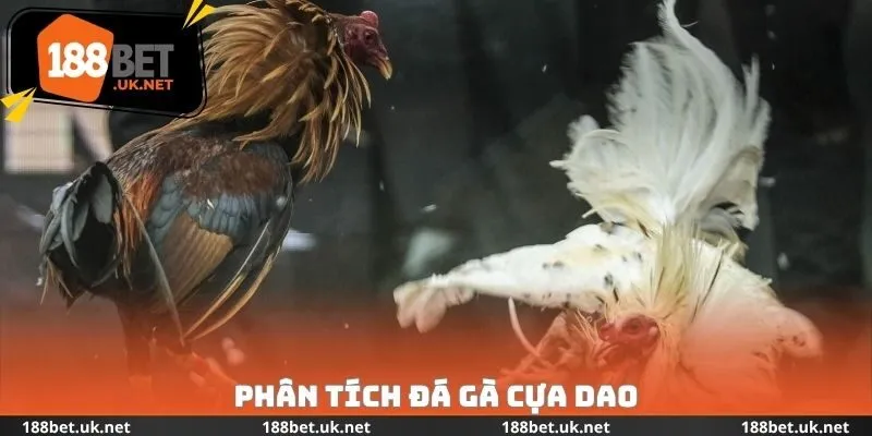 Phân tích đá gà cựa dao