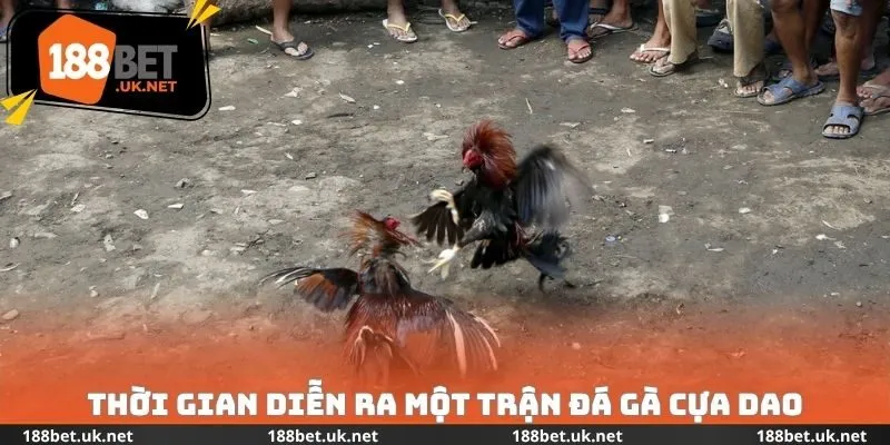 Thời gian của đá gà cựa dao