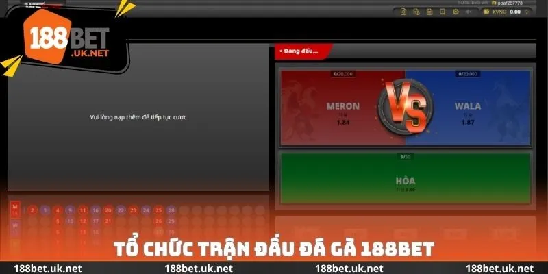 Tổ chức trận đấu đá gà 188bet